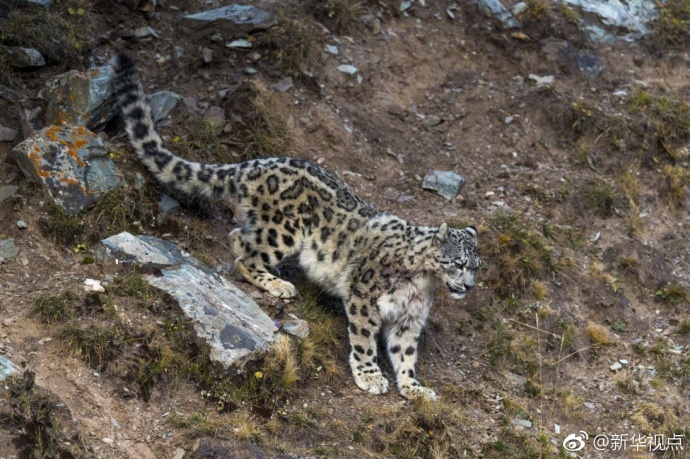 三江源地区雪豹数量或已超1千只 全球不超过7千只