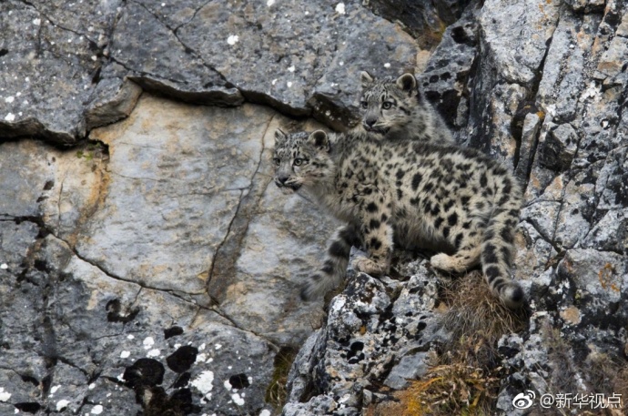 三江源地区雪豹数量或已超1千只 全球不超过7千只