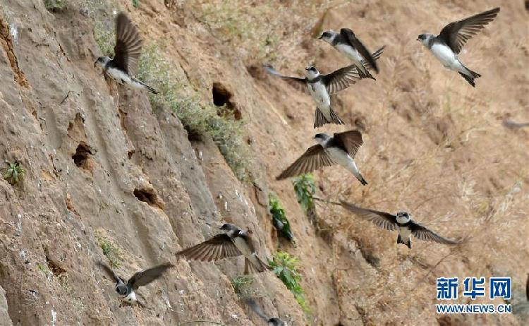 （生态）（2）河南一工地停工 护数千只崖沙燕筑巢