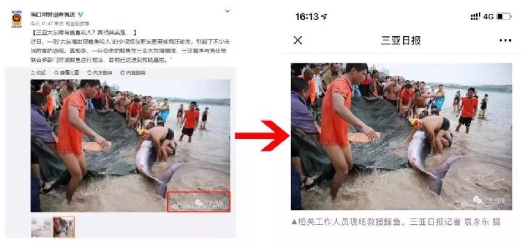 三亚鲨鱼咬人视频疯传引发游客恐慌 警方辟谣