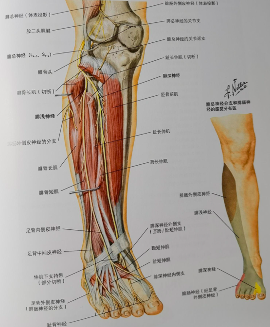 足背神经分布解剖图图片