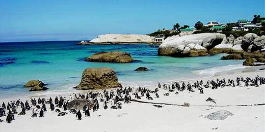 南非企鹅滩.jpg