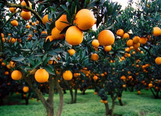全国最大柑橘交易中心将在忠县上线