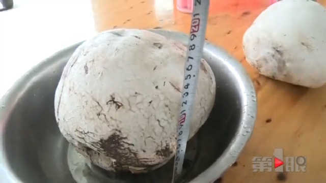 女子采到大蘑菇 一斤多重形如排球