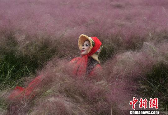 图为市民在重庆郊外成片的紫云草花海中拍照留影。　周毅 摄