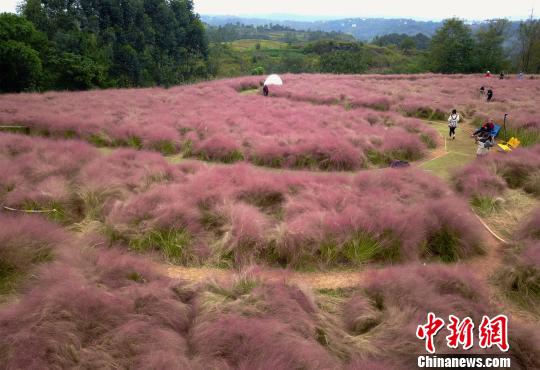 图为重庆郊外成片紫云草盛开，似粉紫色云雾。　周毅 摄
