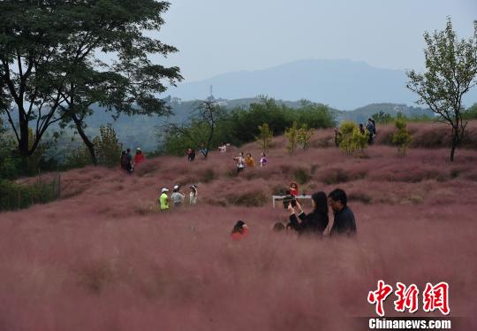 图为重庆郊外成片的紫云草盛开，吸引众多市民前往游玩赏景。　周毅 摄