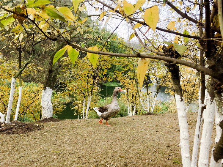 大雁是园博园里的“主人”，它正悠闲地在腊梅林中散步.jpg