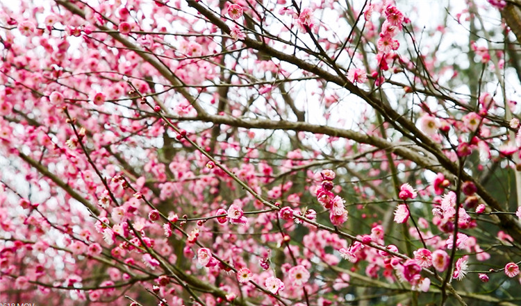 园博园内一树树盛开的梅花（摄影 梁长炯）.jpg