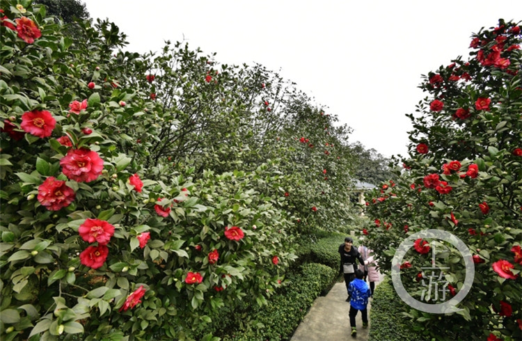 市民在南山植物园观赏山茶花（文伟摄）(3163163)-20190815140638_副本.jpg