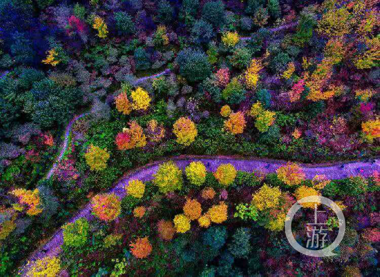 重庆巴南彩色森林景区图片