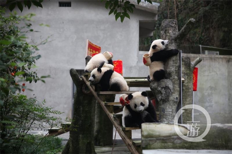 图配四胞胎大熊猫想要压岁钱怎么办？ 赶紧(4049774)-20200121154203.jpg