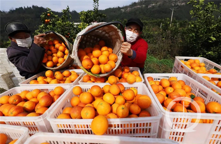 2020三峡柑橘国际交易会（网上）开幕 (4176049)-20200216142336.jpg