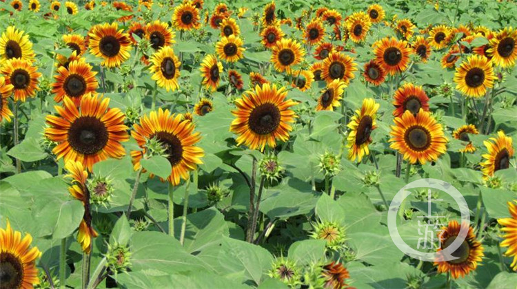 朵朵葵花向太阳 到南山植物园向日葵花田逛(4666545)-20200527123729.jpg