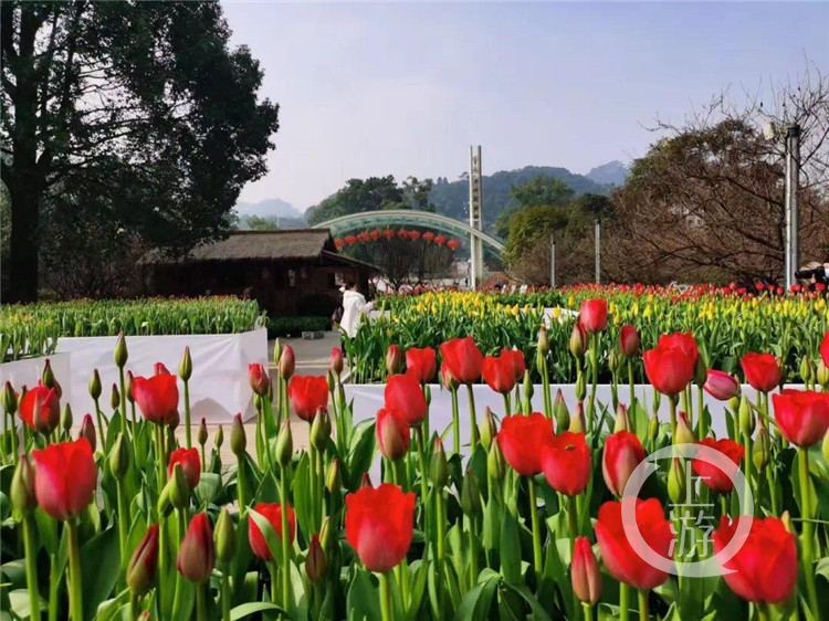 迷失在花海 南山植物园“郁金香迷宫”上线(5872594)-20210203132815_极速看图.jpg