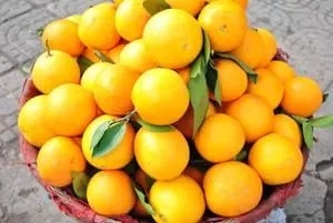 Kaiyun官方网：开州柑橘唐朝时期已是贡品，锦橙你吃过吗？(图2)