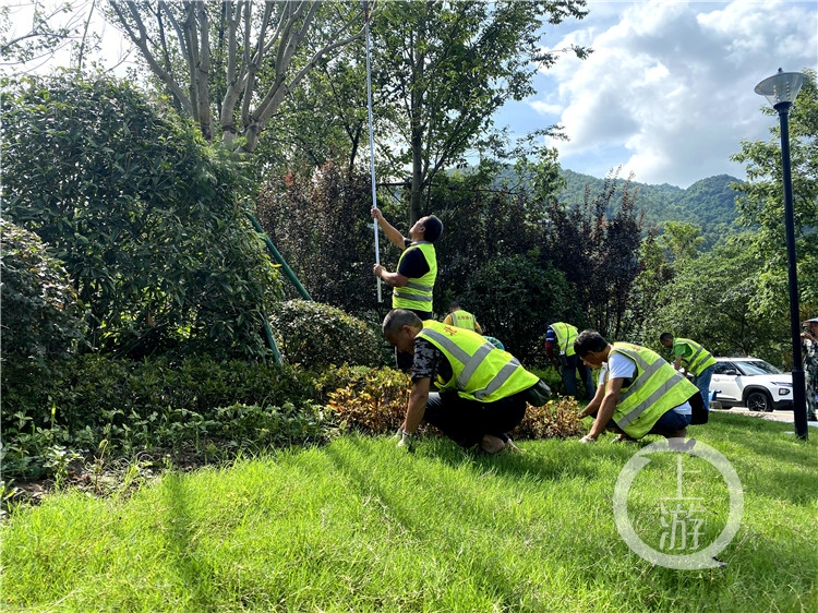 绿化工人正在清理绿带修剪绿植(6853488)-20210906184753.jpg