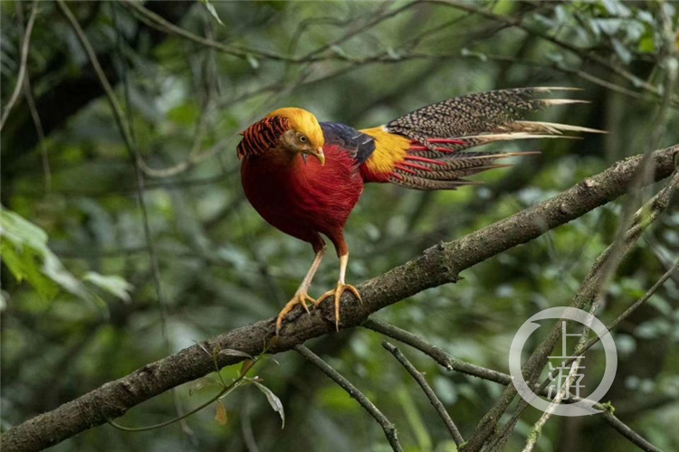 靈貓,小靈貓,金雕等20餘種;國家二級重點保護陸生野生動物有獼猴,黑熊