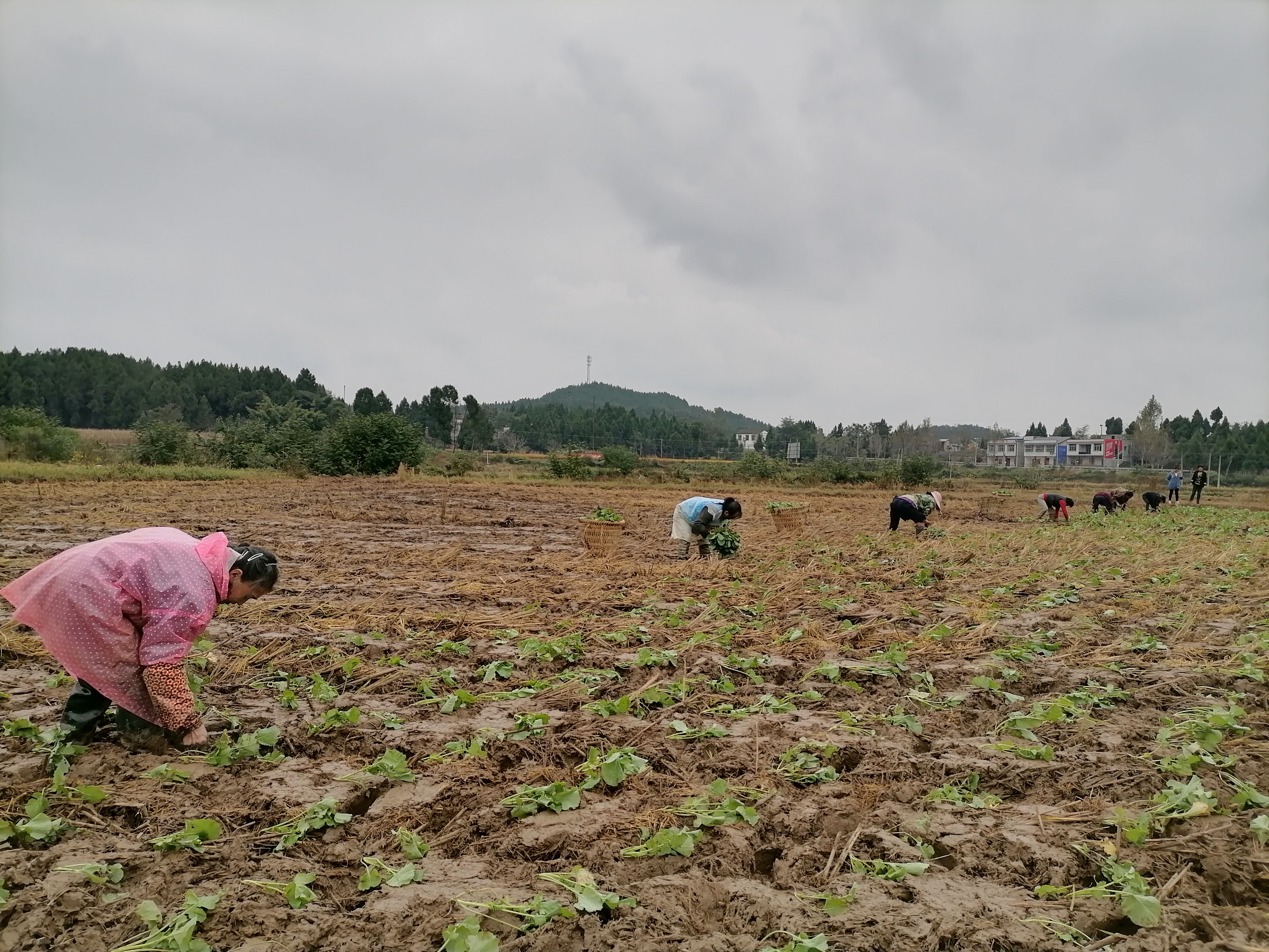 四川梓潼:金秋十月 27万亩油菜移栽忙