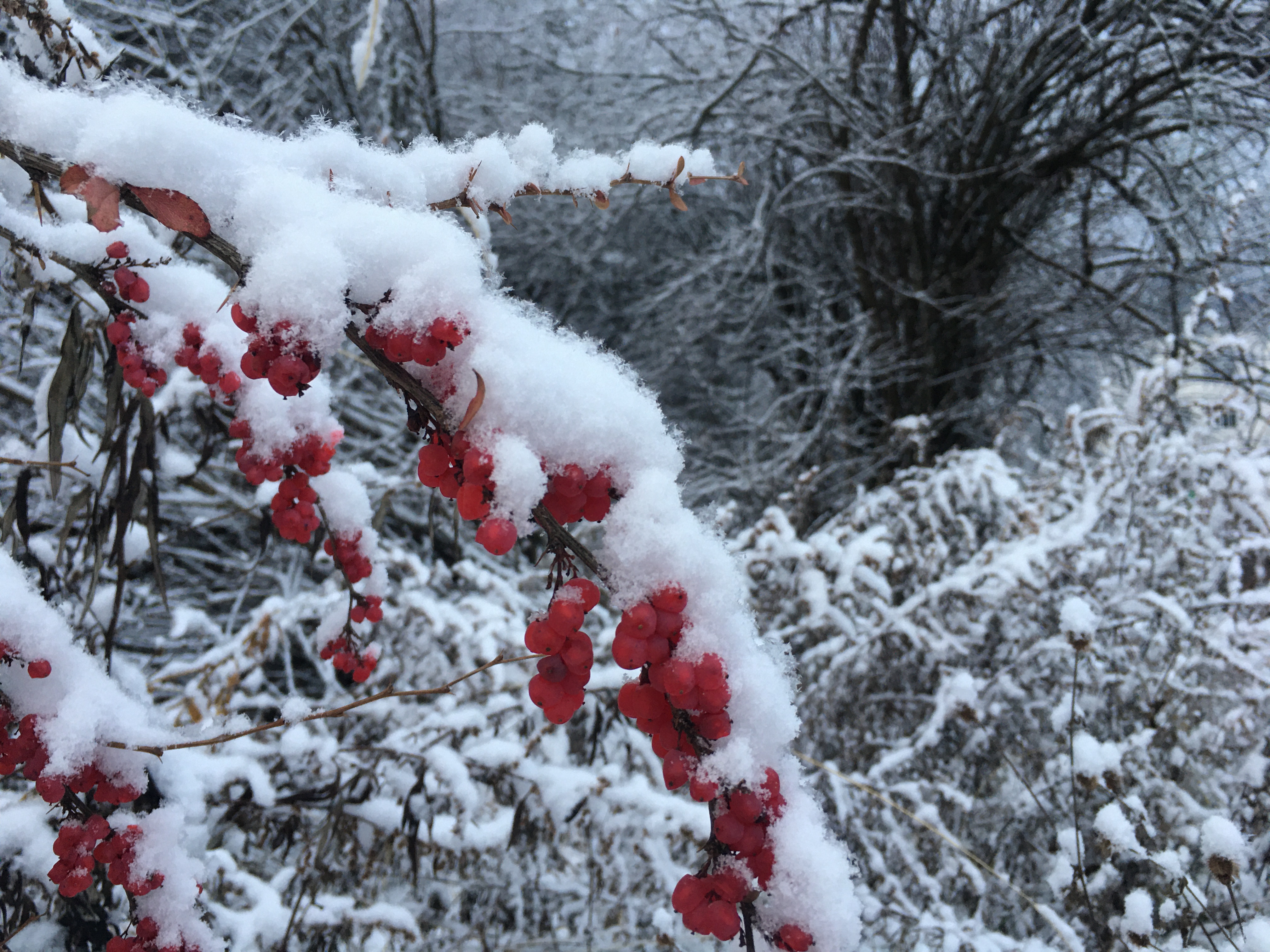 四川平武冬雪之美