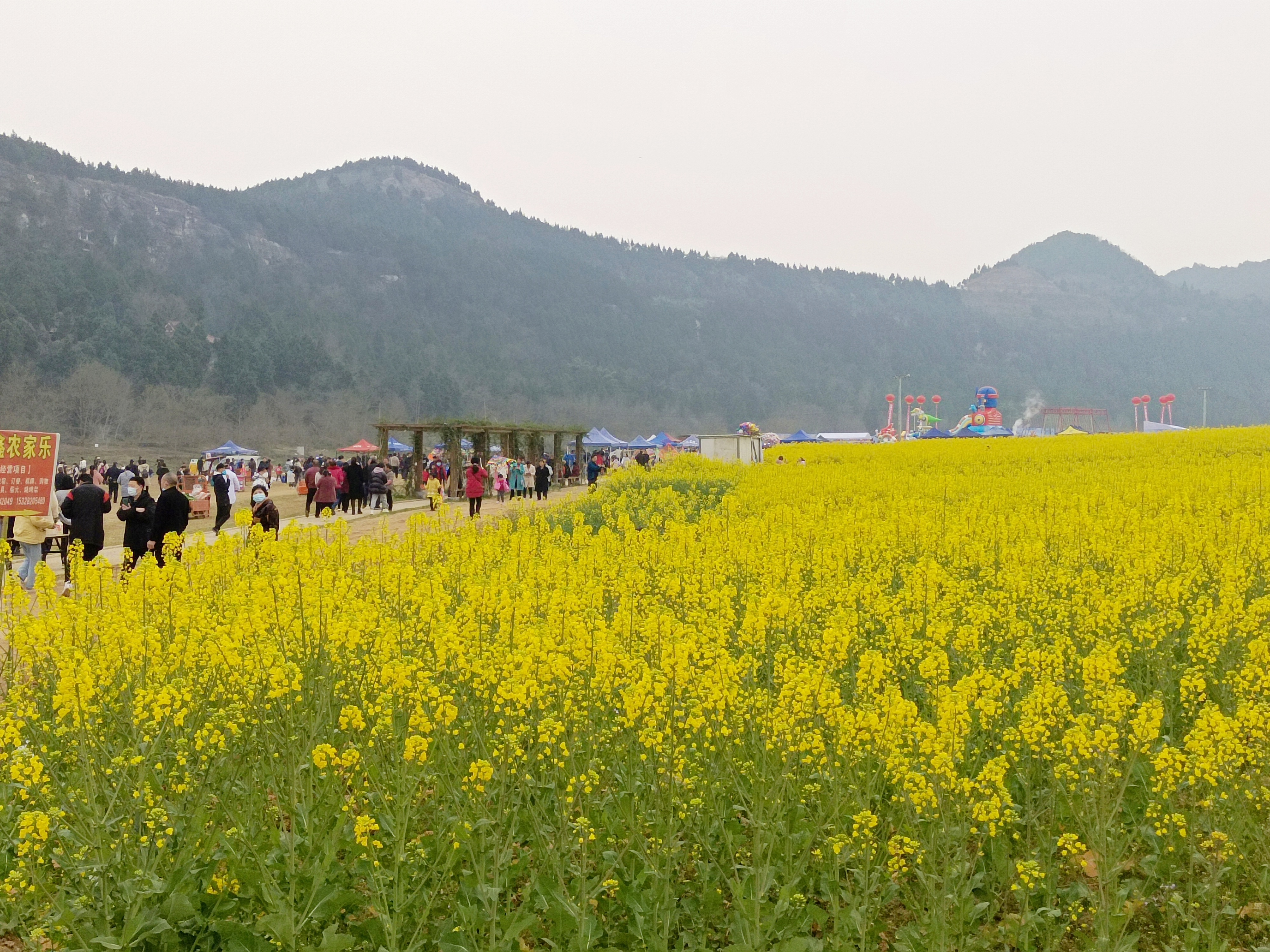 绵阳梓潼油菜花图片