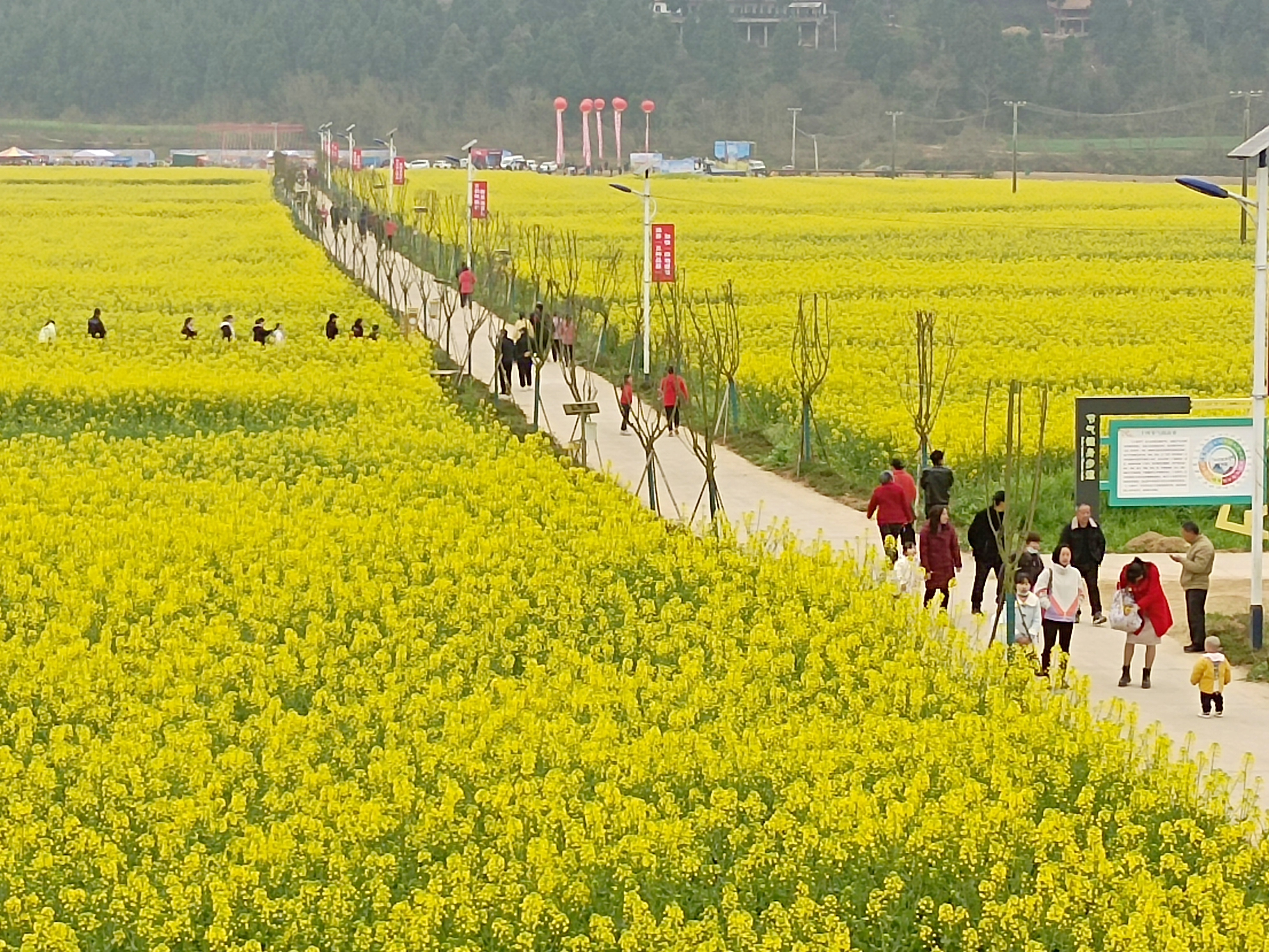 绵阳油菜花景点图片