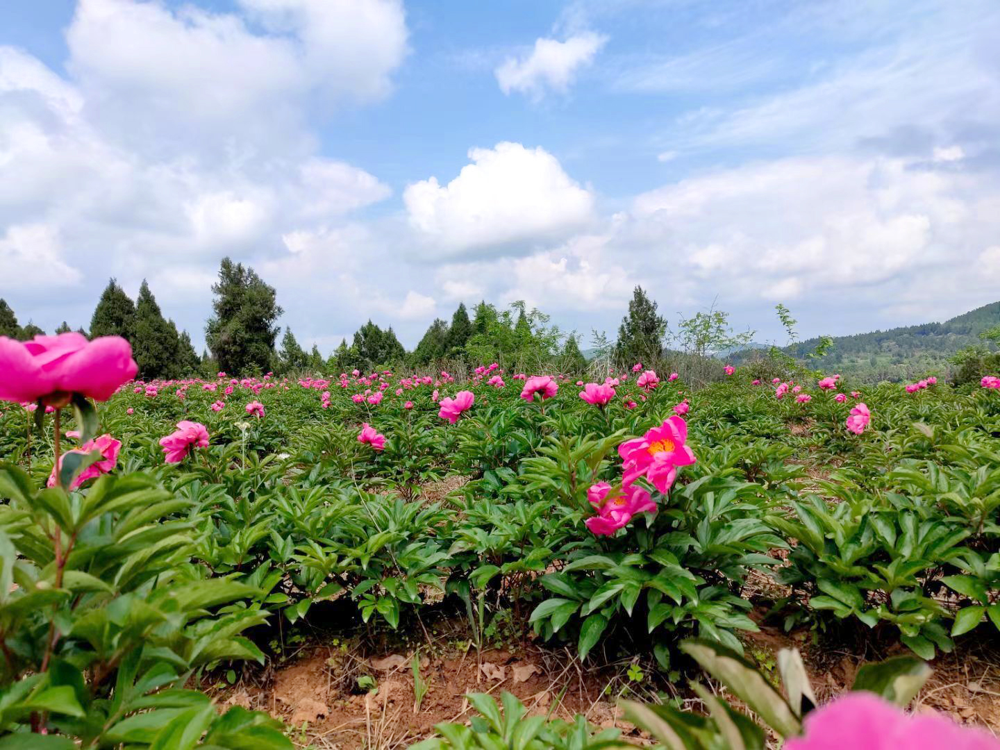 四川梓潼芍药花开香满园乡村旅游入画来