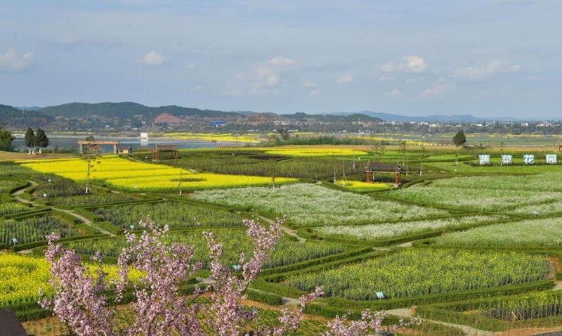 南充渔溪镇油菜花地址图片