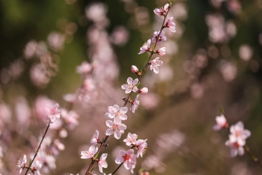 桃花灼灼春色釅釅三月到梁平這個小鎮邂逅一場夢幻之粉