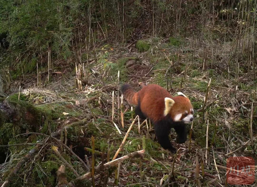 四川栗子坪國家級自然保護區拍到多種珍稀野生動物-上游新聞 匯聚向上