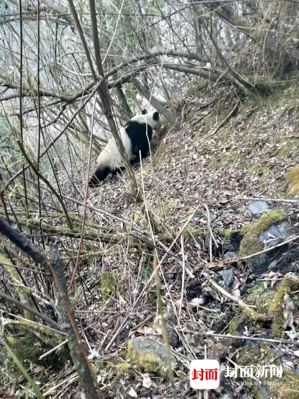 熊猫护林员图片