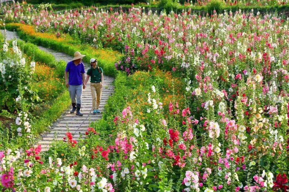 成都附近花海图片