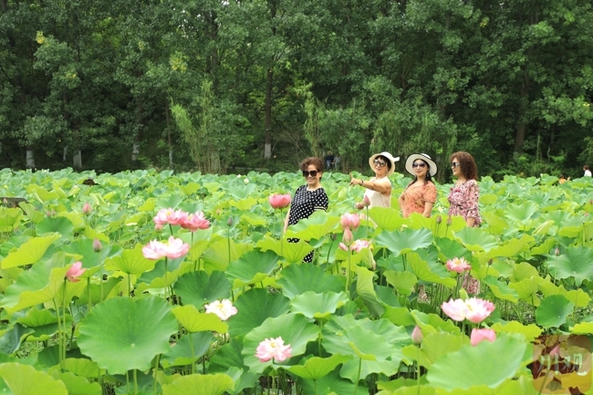 美在當夏廣元溼地公園荷花絢爛綻放