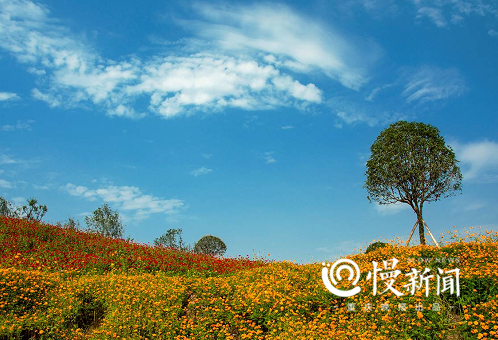 九龙坡幸福公园图片图片