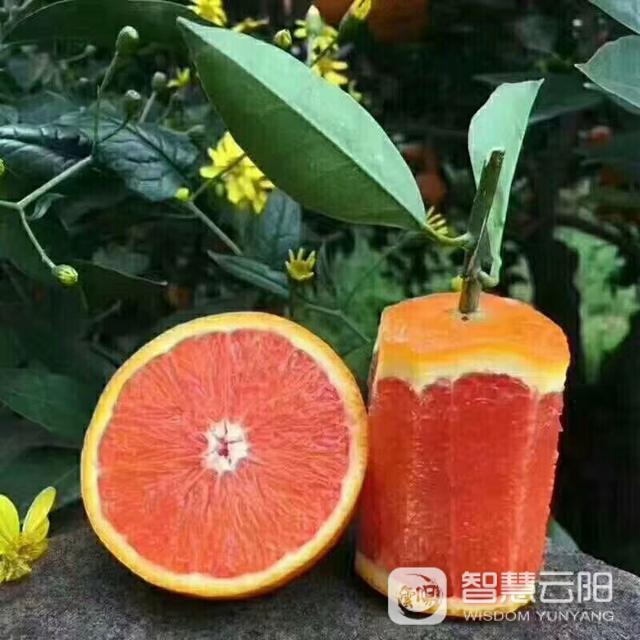 云阳柑橘家族新增2个国家级标志品牌