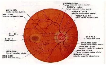 眼癌的征兆图片