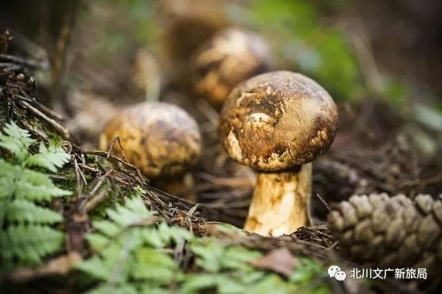 羌调北川美食寻遍，北川老腊肉、马槽酒、北川茶叶让人流连忘返