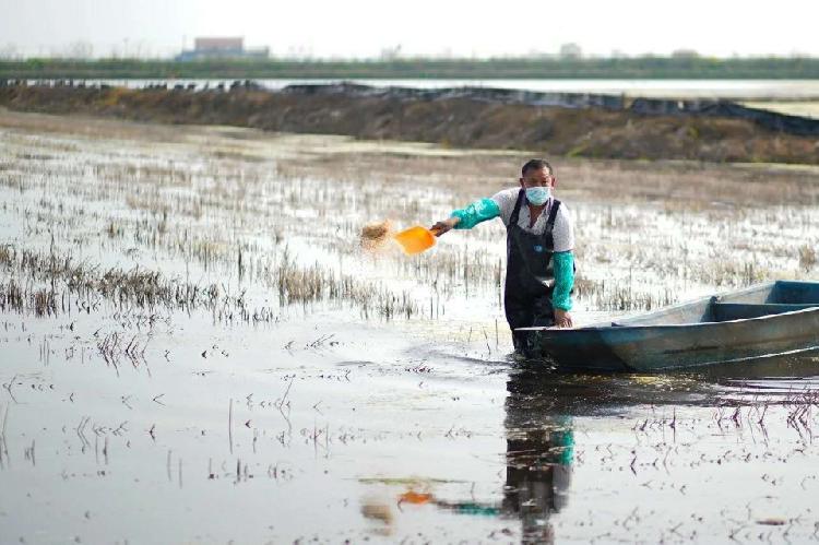 『我』湖北黄冈龙感湖：疫情时期复工复产编织“致富画卷”