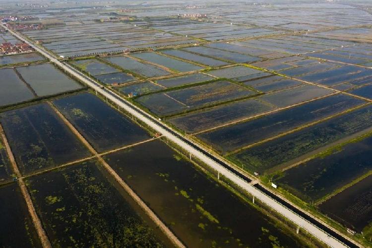 『我』湖北黄冈龙感湖：疫情时期复工复产编织“致富画卷”