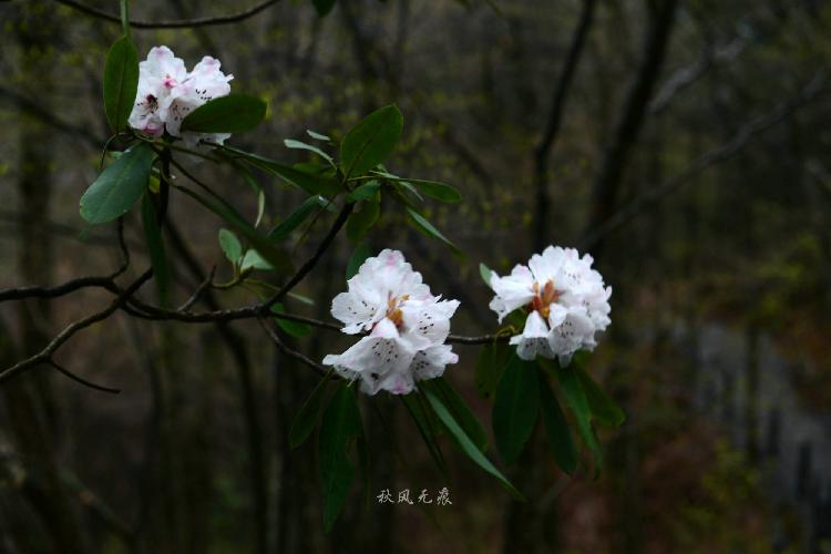 石泉(|鬼谷岭春雨云海的美妙与传说