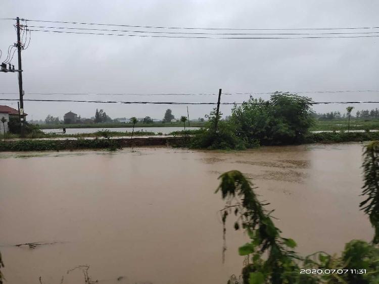 3|武汉市新洲区涨渡湖林场：水火无情人间有爱，党员在行动