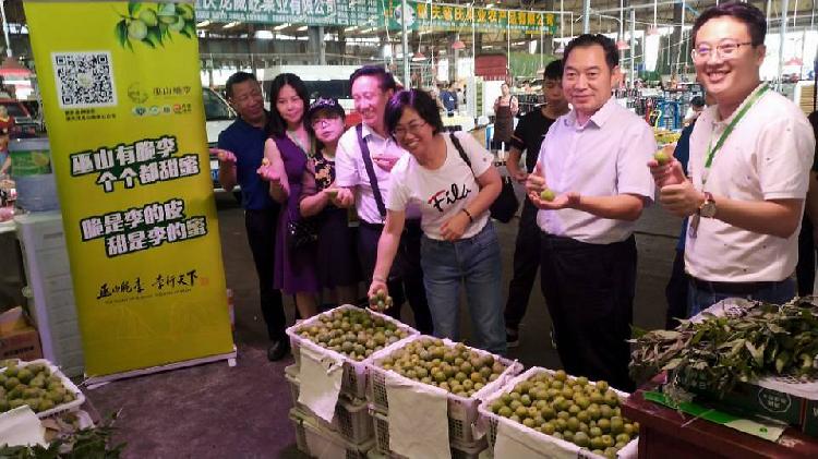 搭桥梁扩市场 巫山脆李品牌推介会10日在重庆双福新区成功举办|搭桥梁扩市场 巫山脆李品牌推介会10日在重庆双福新区成功举办