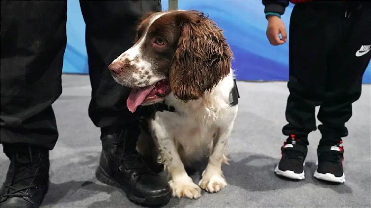 全流程揭秘：如何成为一只优秀的缉毒犬？|全流程揭秘：如何成为一只优秀的缉毒犬？