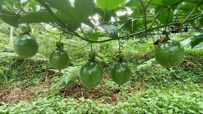 贵州|平塘先进村：云雾中的百香果已成熟上市