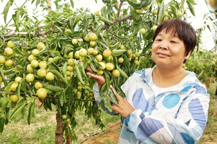 陕西农业|全面保障大荔冬枣高颜值高品质 大荔农检中心跟踪农产品安全质量