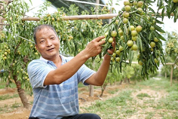 陕西农业|全面保障大荔冬枣高颜值高品质 大荔农检中心跟踪农产品安全质量