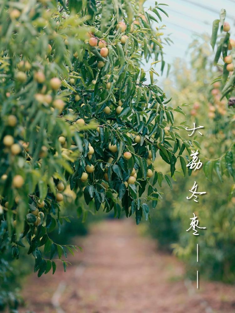 陕西农业|大荔县地理标志产品不断发挥出品牌优势，成为地方经济发展的关键