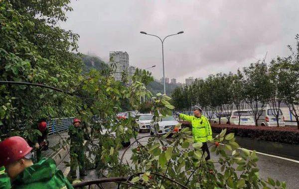 |渝中警讯丨大树倾倒阻断交通 民警冒雨疏导迅速排险