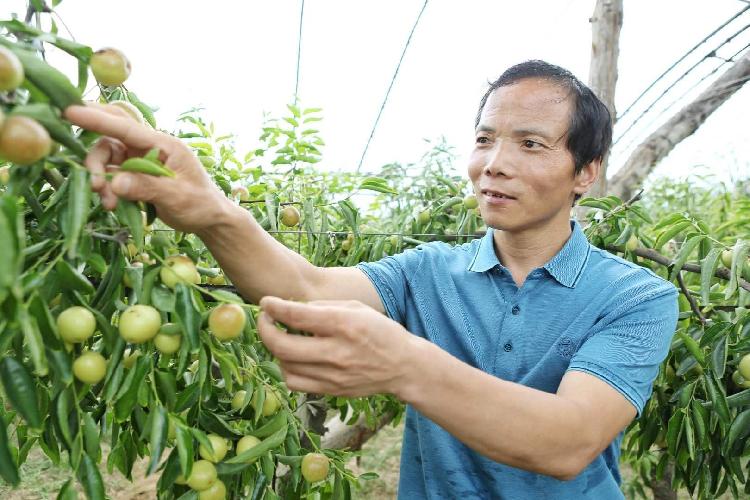 陕西农业|大荔县地理标志产品不断发挥出品牌优势，成为地方经济发展的关键