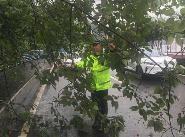 |渝中警讯丨大树倾倒阻断交通 民警冒雨疏导迅速排险